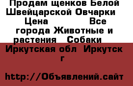 Продам щенков Белой Швейцарской Овчарки  › Цена ­ 20 000 - Все города Животные и растения » Собаки   . Иркутская обл.,Иркутск г.